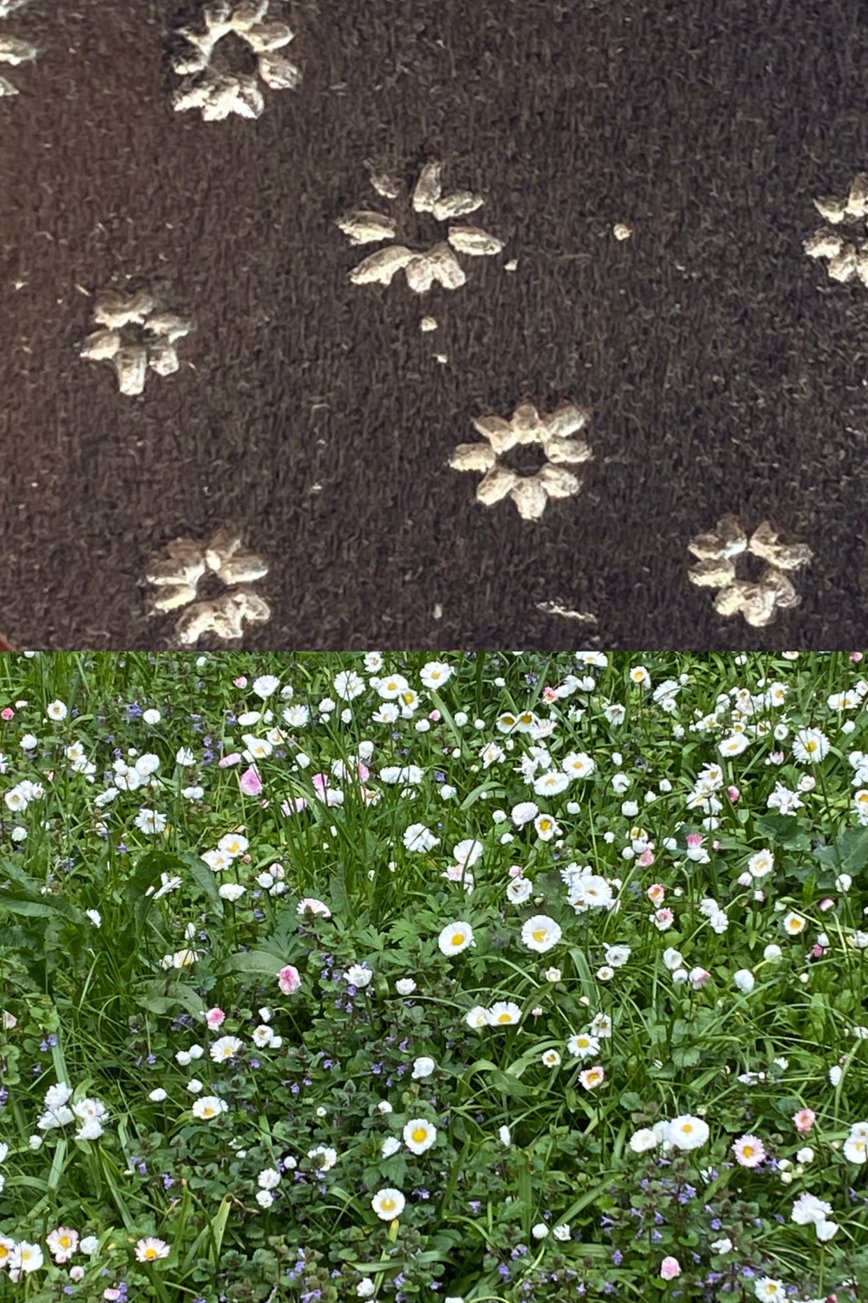 Meadow Ring